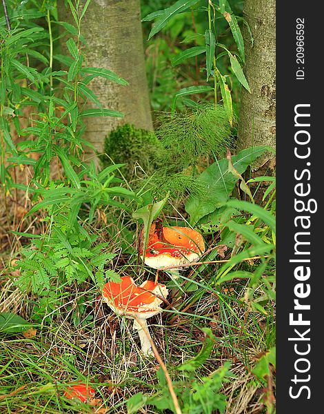 Red Mushrooms