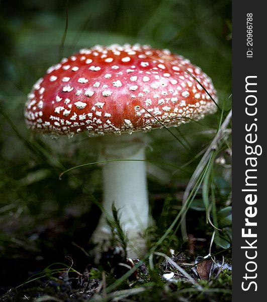 This is a red mushroom found by me in a forest, near Fantanele Lake