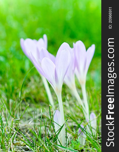 Crocuses on the meadow in spring