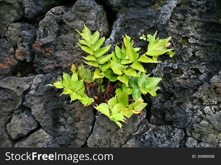 Details of plant growing over a cracked rock. Details of plant growing over a cracked rock