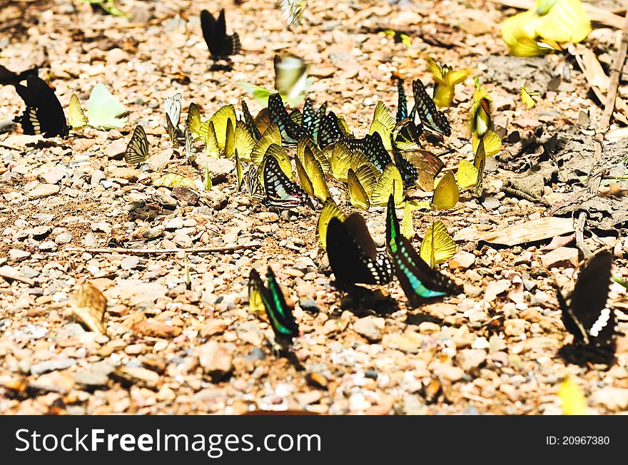 Color butterfly sitting on a stone path