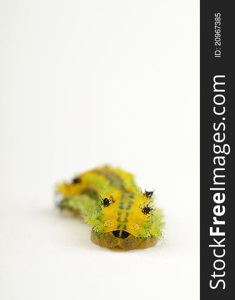 Isolated caterpillar