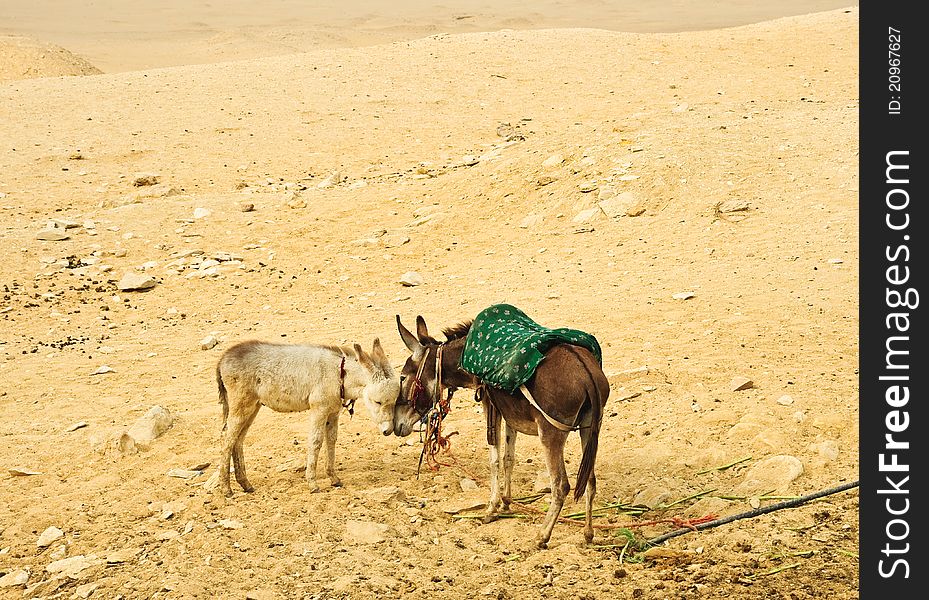 Two donkeys  in desert , Egypt