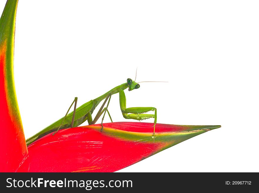 A praying mantis crawling on a white background. A praying mantis crawling on a white background