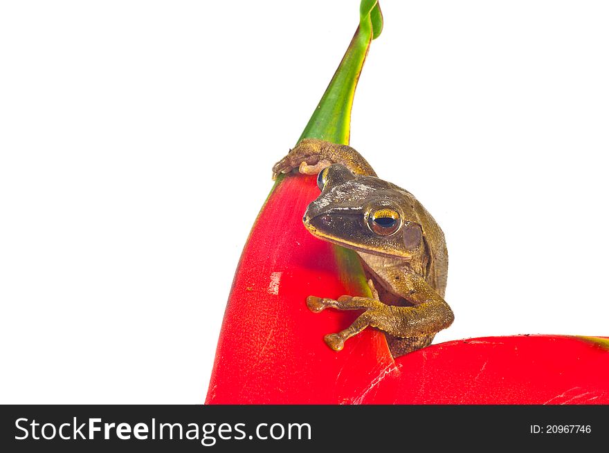 Tree Frog on white background