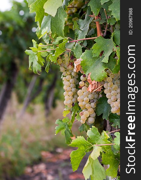 A couple of ripe chardonnay grapes hanging on the vine. A couple of ripe chardonnay grapes hanging on the vine