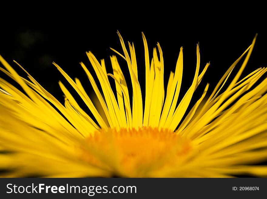 Orange colored flower at on macro shot