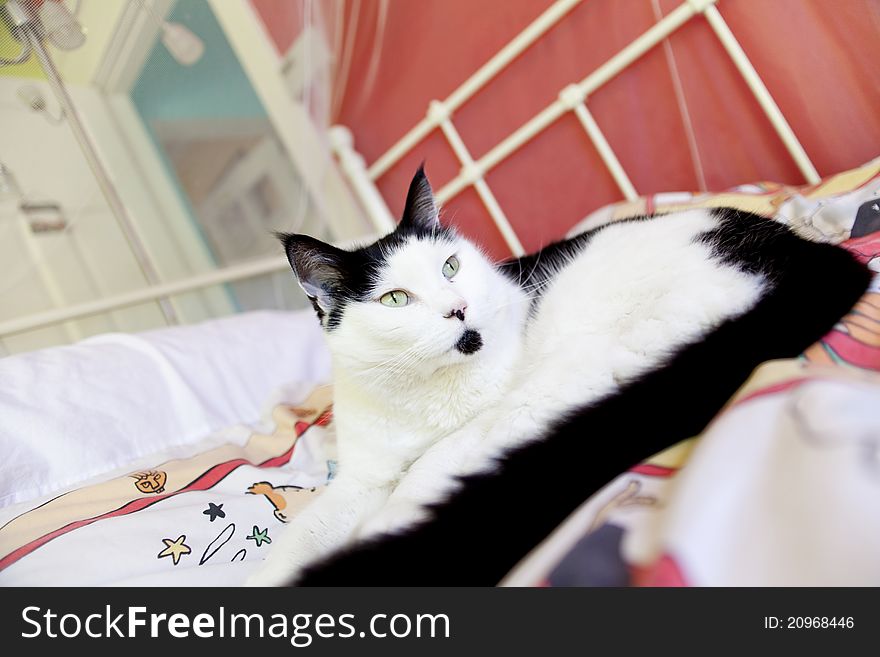 Cat posing on a bed in bedroom