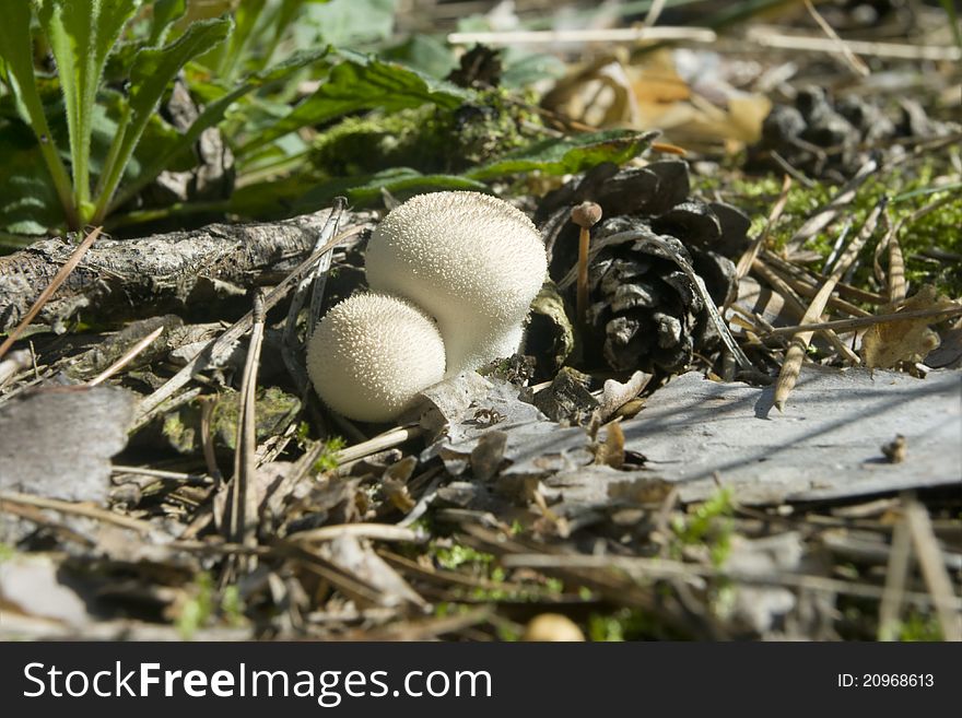 Mushroom  Lycoperdon perlatum