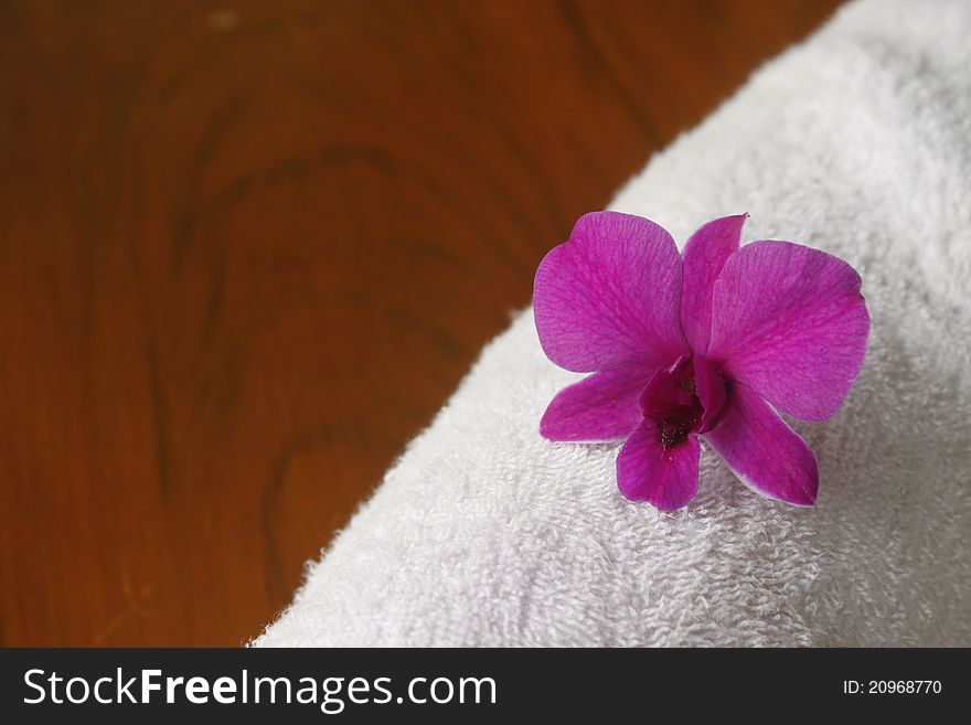 Orchid and white cotton on brown background. Orchid and white cotton on brown background