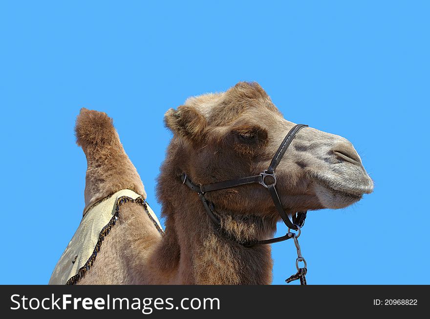 Camel With Harness And Blue Sky Background