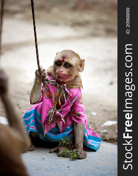 Indian female monkey in pink costume