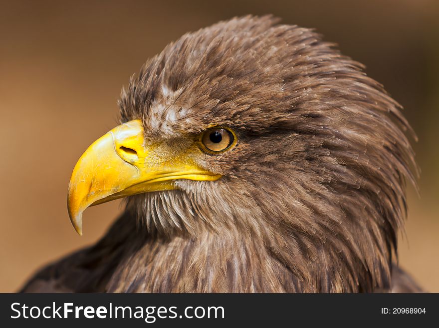 Eagle (Haliaeetus) head profile portrait. Eagle (Haliaeetus) head profile portrait