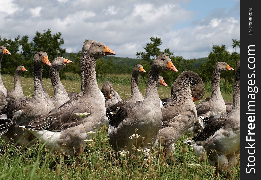 Flock of geese in the meadow. Flock of geese in the meadow