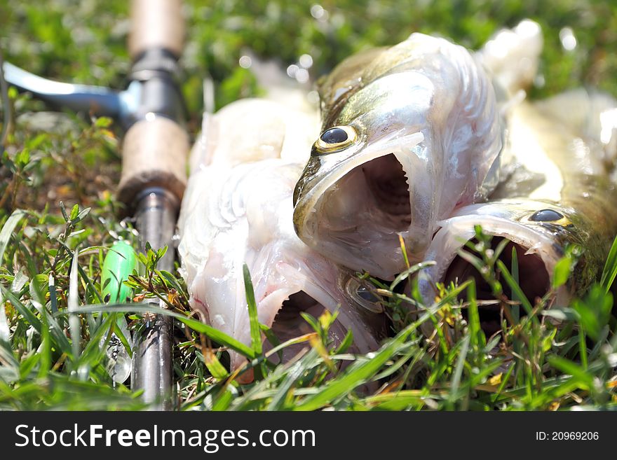 Fishing catch on the grass and fishing gear