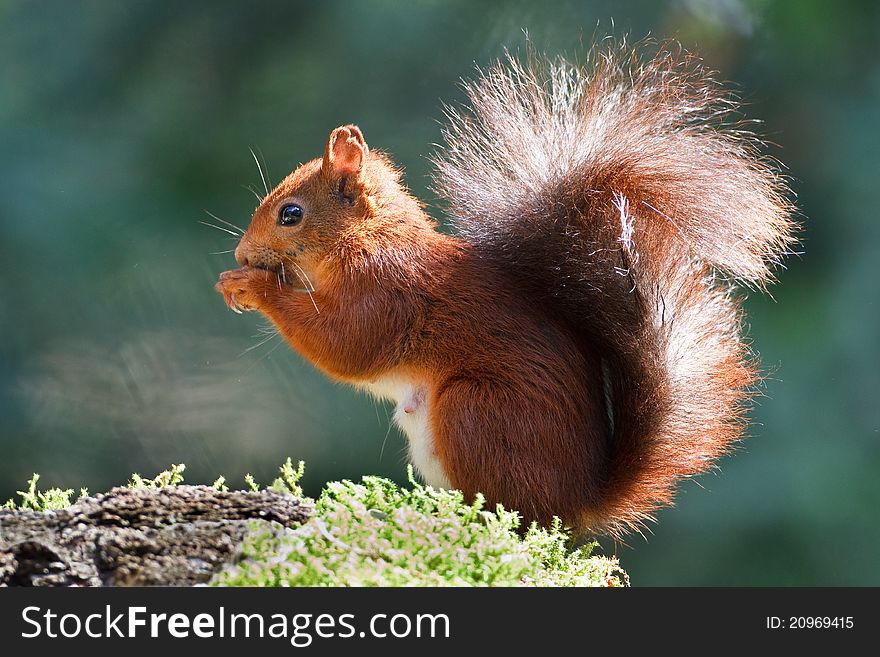 A red quirrel in the forest. A red quirrel in the forest