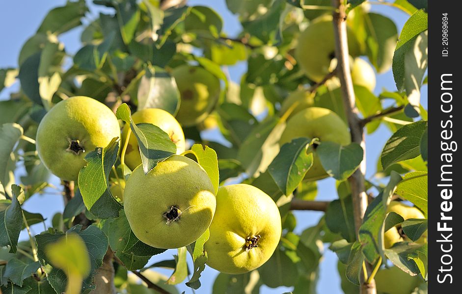 Pears growing on a pear tree