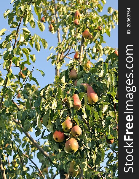 Pear tree. Red Pears on a background of green foliage.
