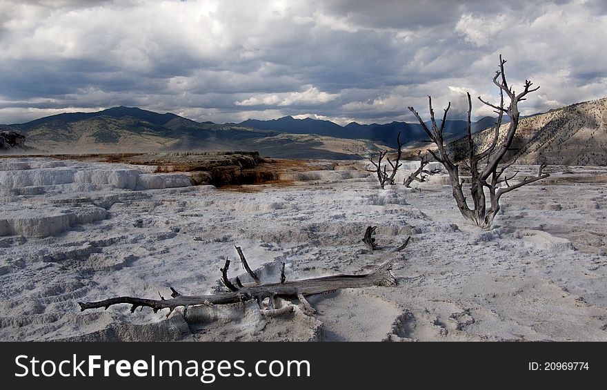 Trees in mammoth springs, Yellowstone National Park. Trees in mammoth springs, Yellowstone National Park