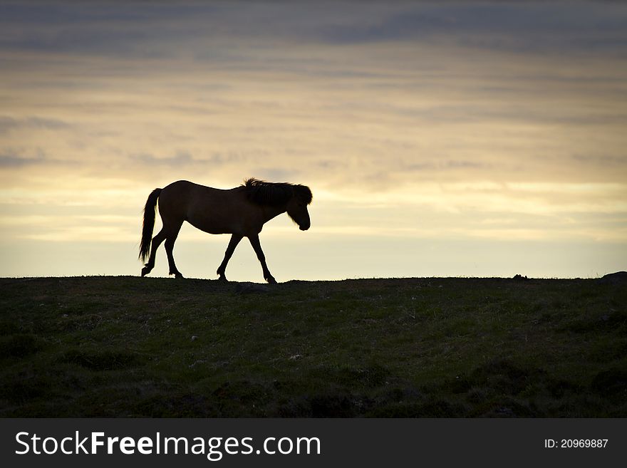 Icelanding horse on a pasture somewhere in iceland. Icelanding horse on a pasture somewhere in iceland.