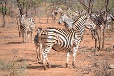 Burchell Zebra Royalty Free Stock Photography Burchell Zebra Royalty Free Stock Photography