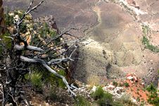 Desolate Tree At The Edge Of Canyon Royalty Free Stock Photography