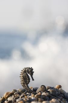 Seahorse Stock Images