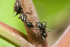 Two Black Ants Stock Image Two Black Ants Stock Image