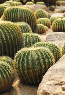 Ball Shaped Cacti Royalty Free Stock Photography Ball Shaped Cacti Royalty Free Stock Photography