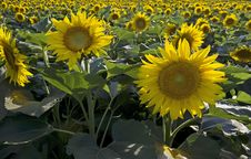 Sunflower Summer Landscape Royalty Free Stock Photos Sunflower Summer Landscape Royalty Free Stock Photos