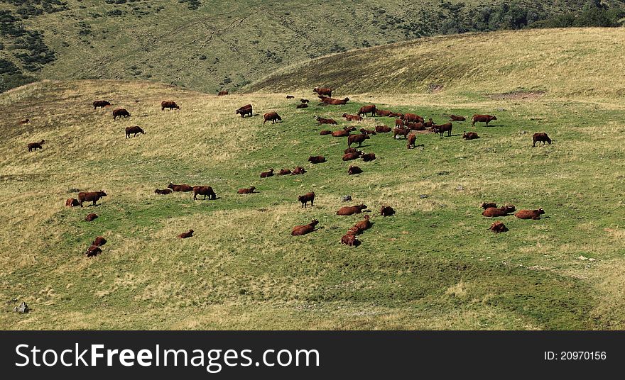 Herd of brown cattles on a mountain pasture in The Central Massif in France.The breed is Salers and is considered to be one of the oldest and most genetically pure of all European breeds.They are common in Auvergne region of France.