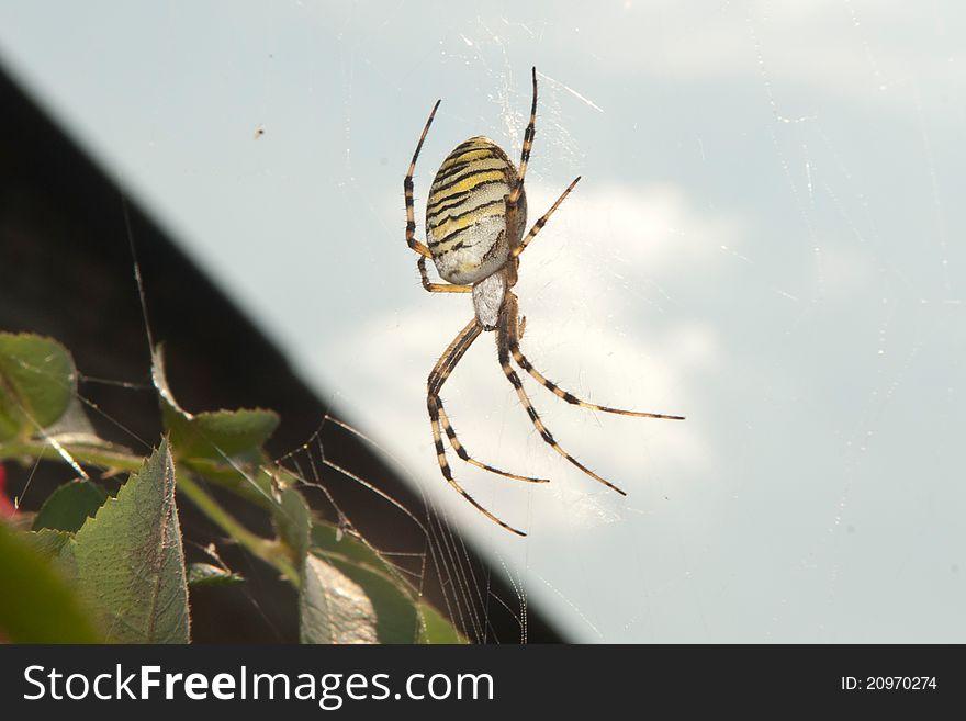 Striped spider on the web