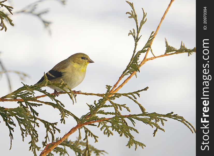 Nice image of an American goldfinch perched on a cedar branch in the winter. Nice image of an American goldfinch perched on a cedar branch in the winter.