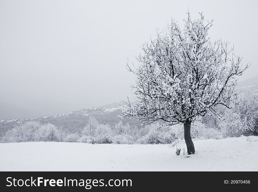Solitaire tree in snowy country in winter