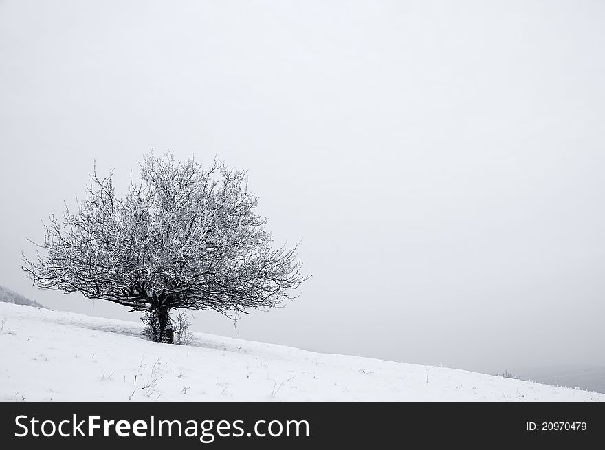 Solitaire Tree In Snowy Country
