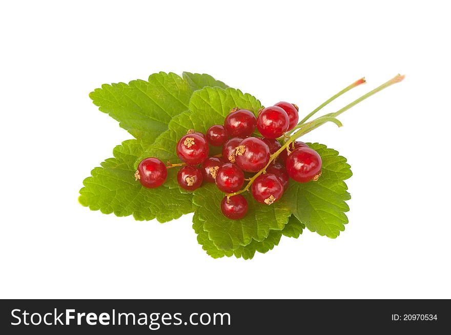 Close-up of fresh redcurrant berries, isolated on a white background