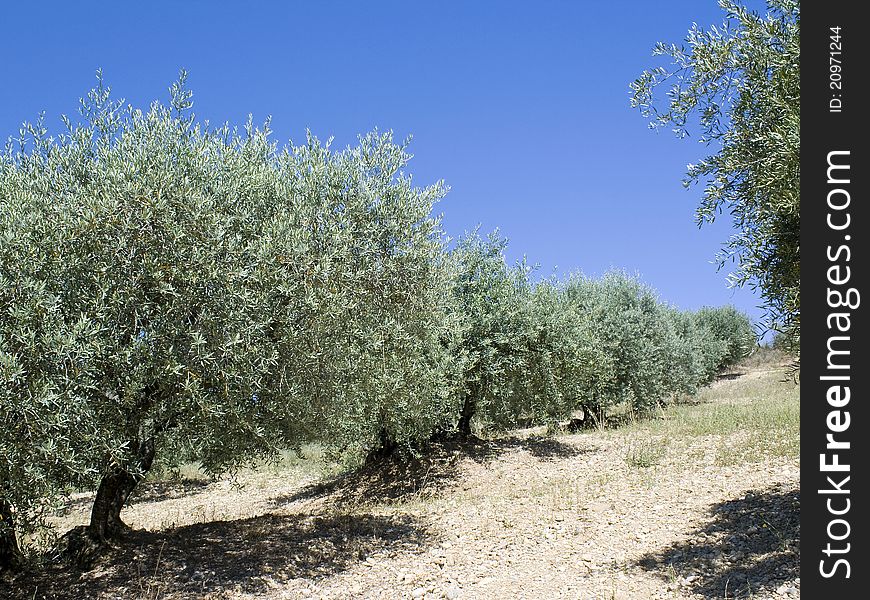 Olive tree on hillside, from Provence.