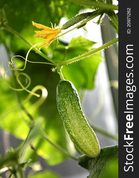 Green cucumber hang on a green branch