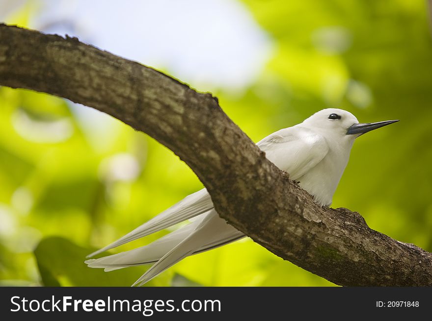 A picture of a white fairy tern sitting on the branch of a tree. A picture of a white fairy tern sitting on the branch of a tree
