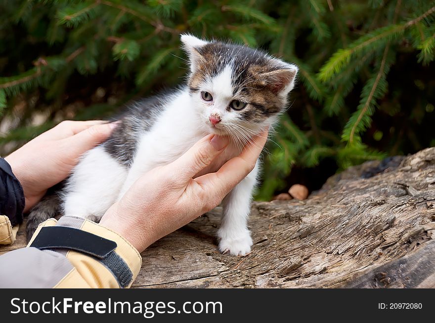 Human hand caresses a young kitten. Human hand caresses a young kitten