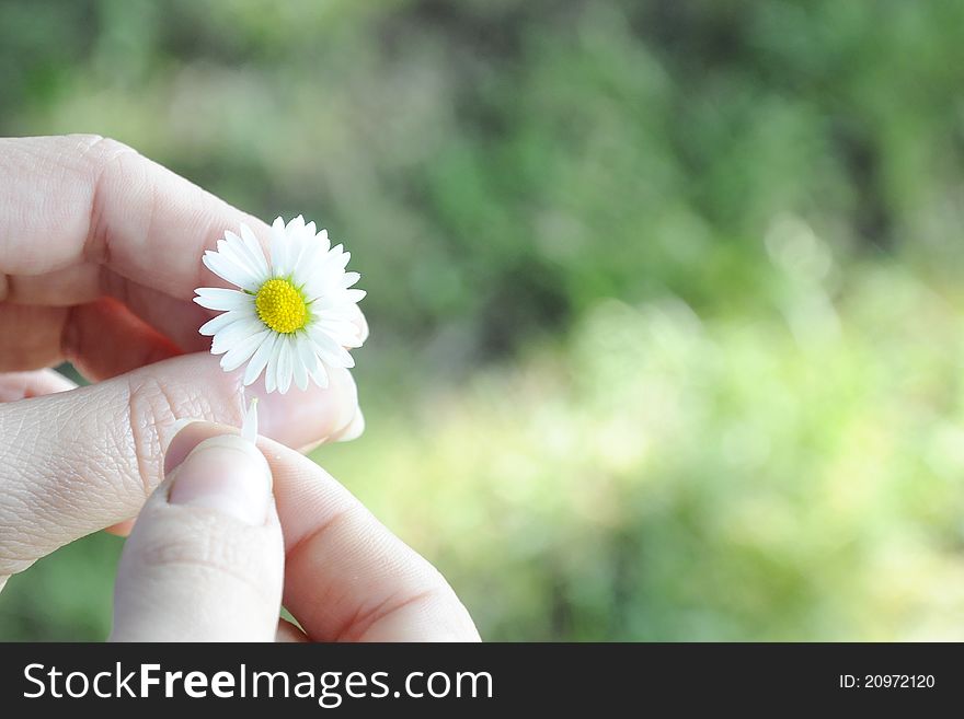 Two hands holding a daisy in a green garden. Two hands holding a daisy in a green garden