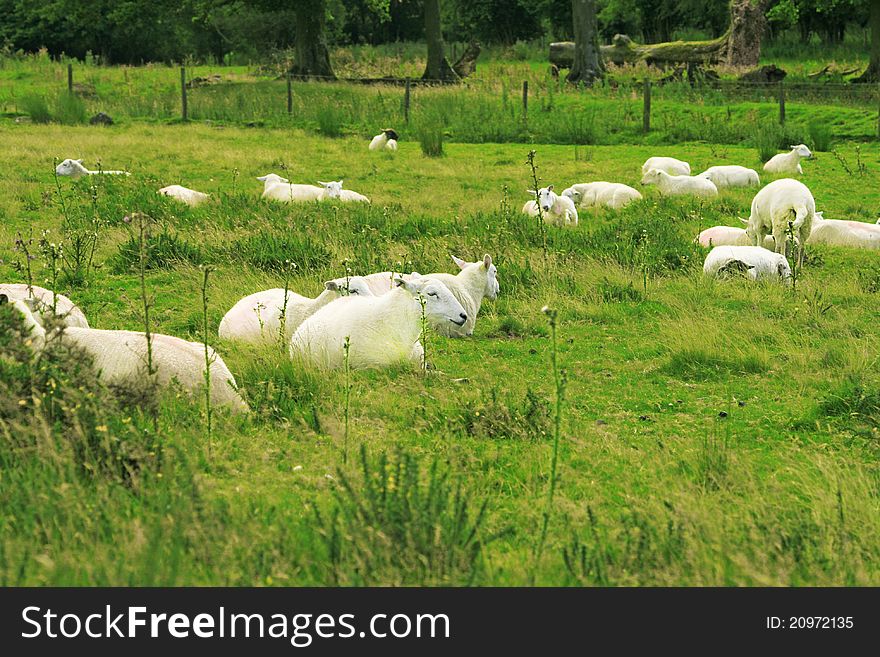 Flock of sheep on the lawn