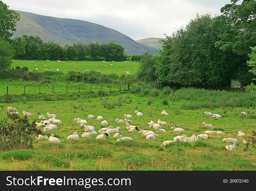 Flock of sheep on the lawn