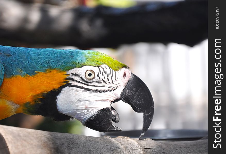 Macaw climbing on a log