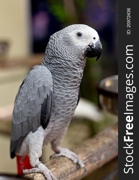 African gray parrot and white face in the garden