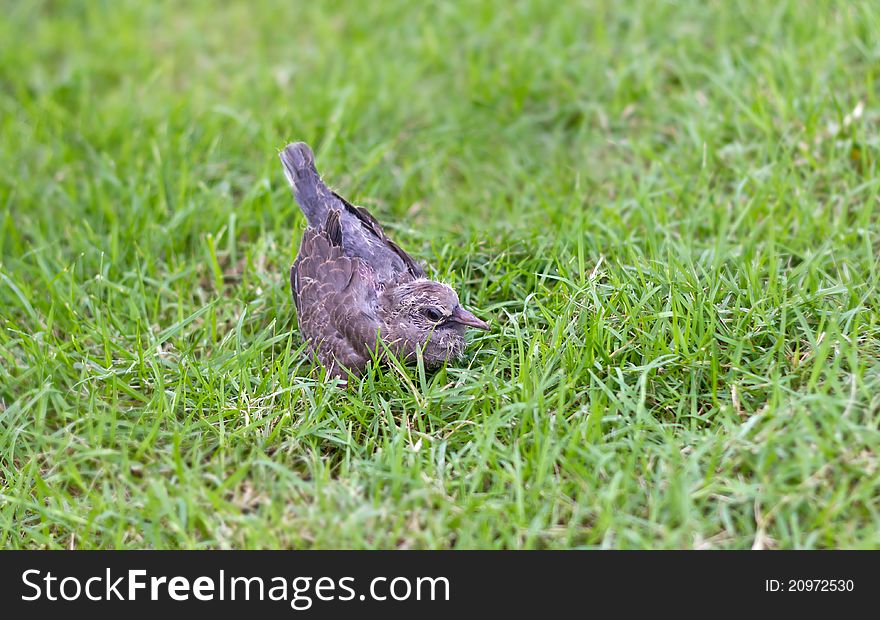 Baby of dove birds falling from the trees in green grass and lost from parents