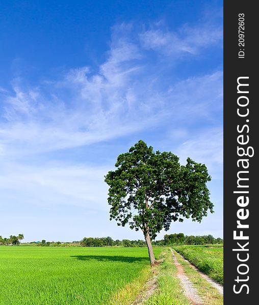 Single tree standing alone with country road and clouds on blue sky