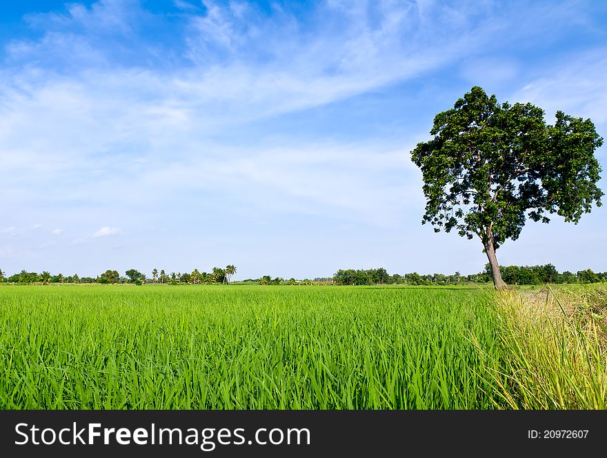 Single tree standing alone with country road and clouds on blue sky