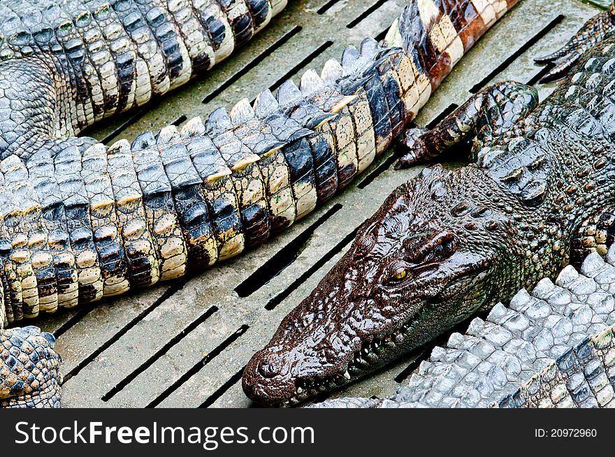 Crocodile in Zoo. Large and big area in Thailand Zoo