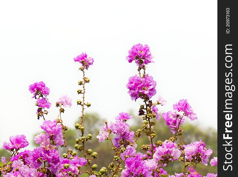 Beautiful pink flower in the deep forest